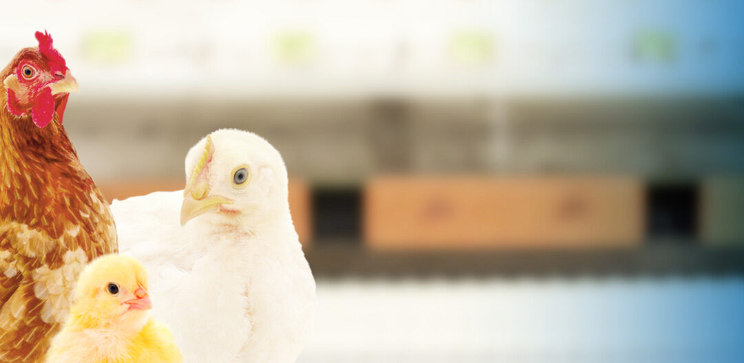 Jansen Poultry Equipment